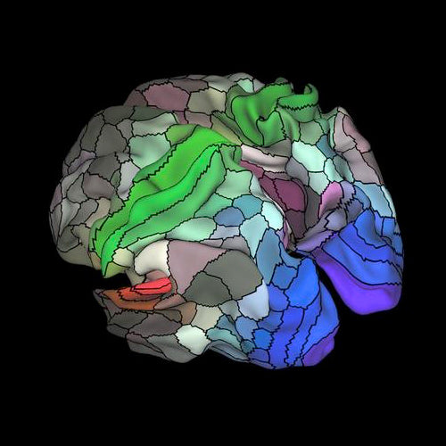 New Brain Map
